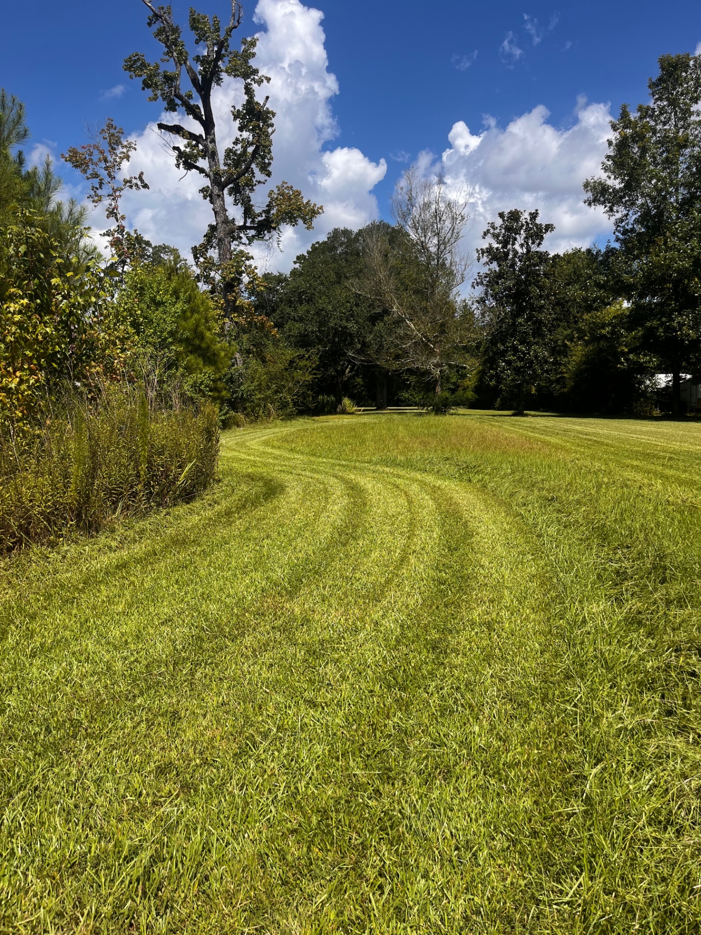 Freshly mowed green lawn